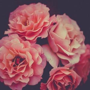 Meet your Posher, Rosa